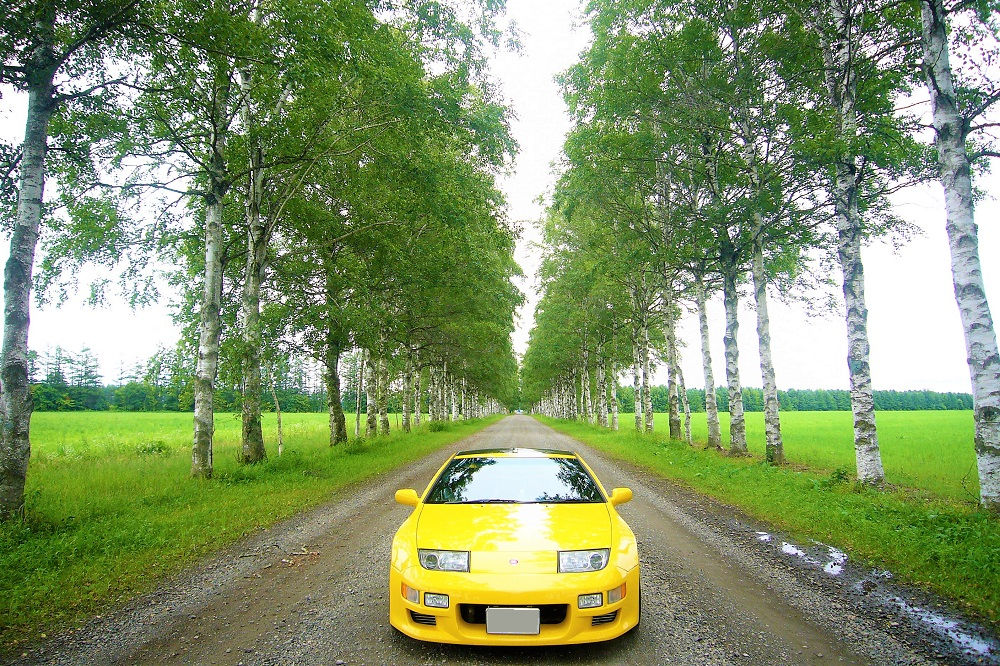 十勝牧場白樺並木